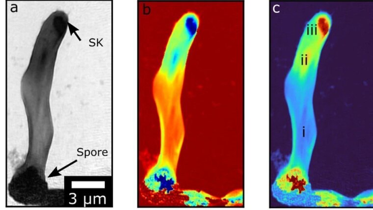 Hochauflösendes EUV-Bild der Spore von A. nidulans