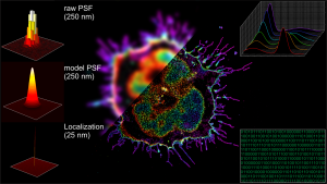 quantitative Single-Molecule Localization Microscopy is the core of our work.